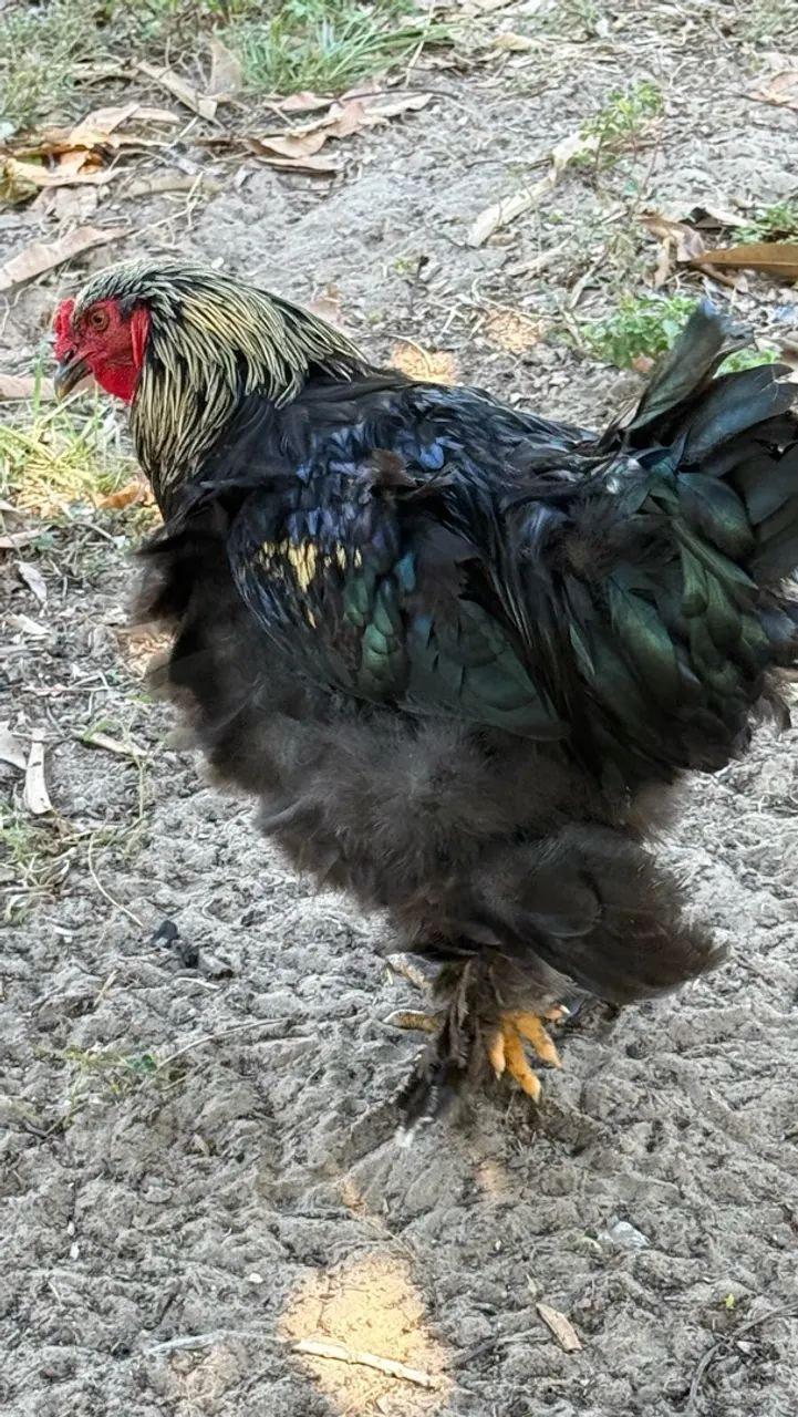 Galo Brahma  - Foto 5