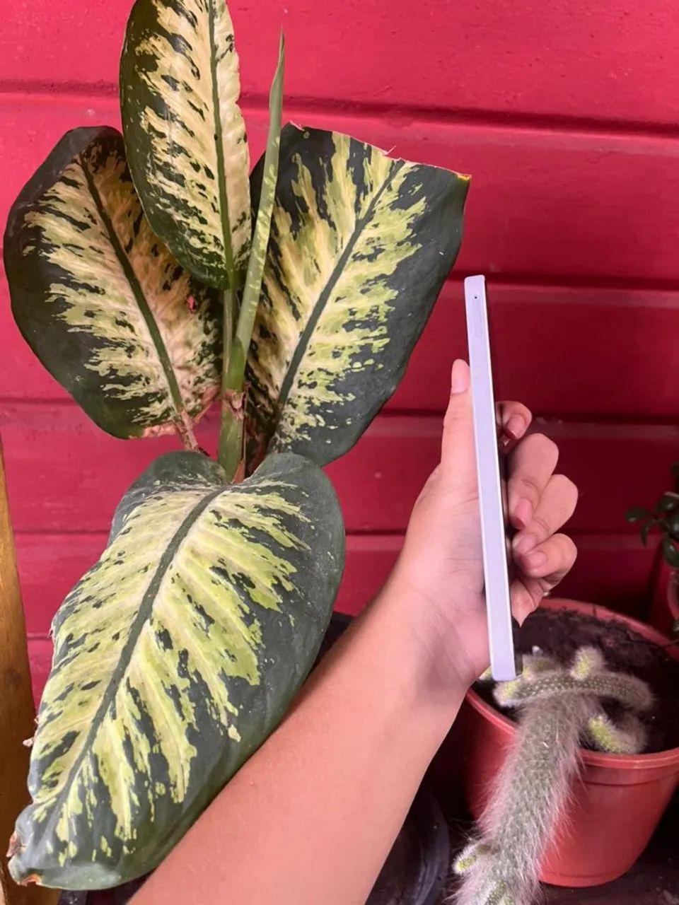 Sansung A16 Novo - Foto 3