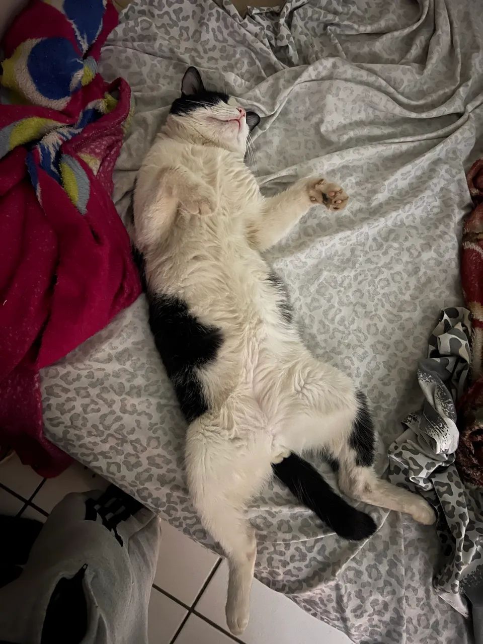 Doação Gato Castrado e Chipado - Foto 3
