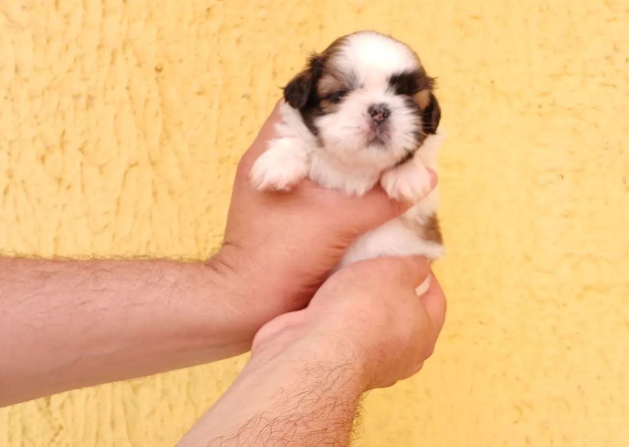Shih tzu Mini PURO ORIGINAL! - Foto 3
