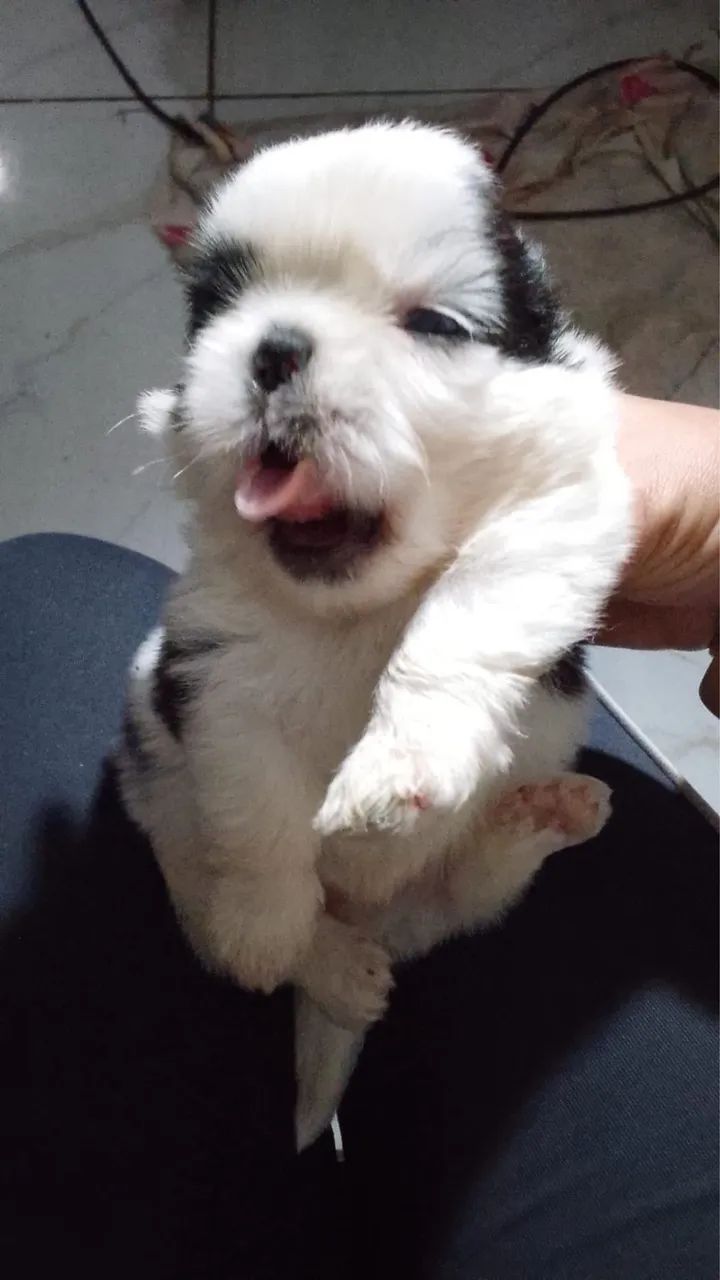 Cachorro shih tzu