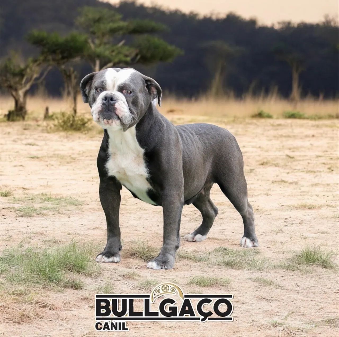 Buldogue campeiro  - Foto 5