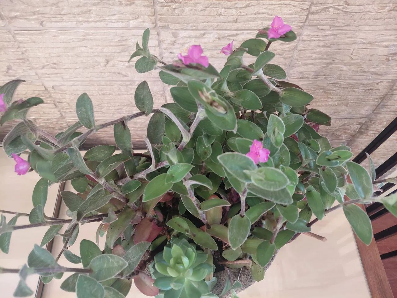 Suculentas  - Foto 4