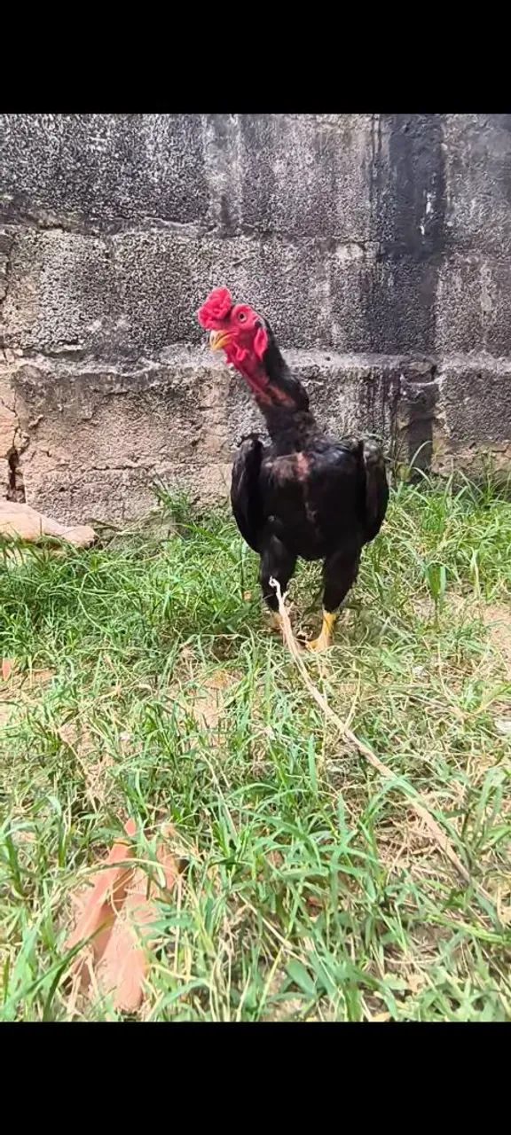 Galo miniatura, ko-shamo - Foto 2