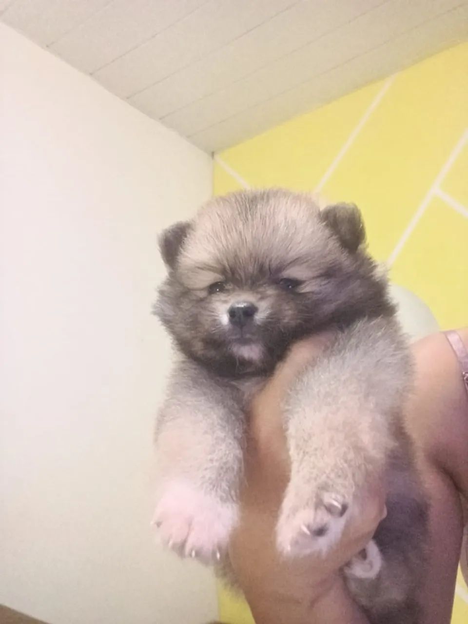 Spitz alemão  - Foto 5