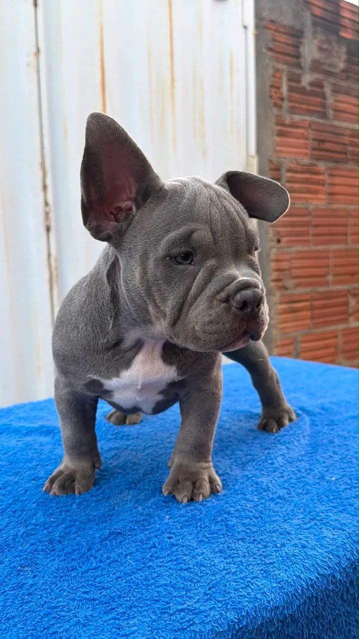 American Bully Micro Exótico  - Foto 2