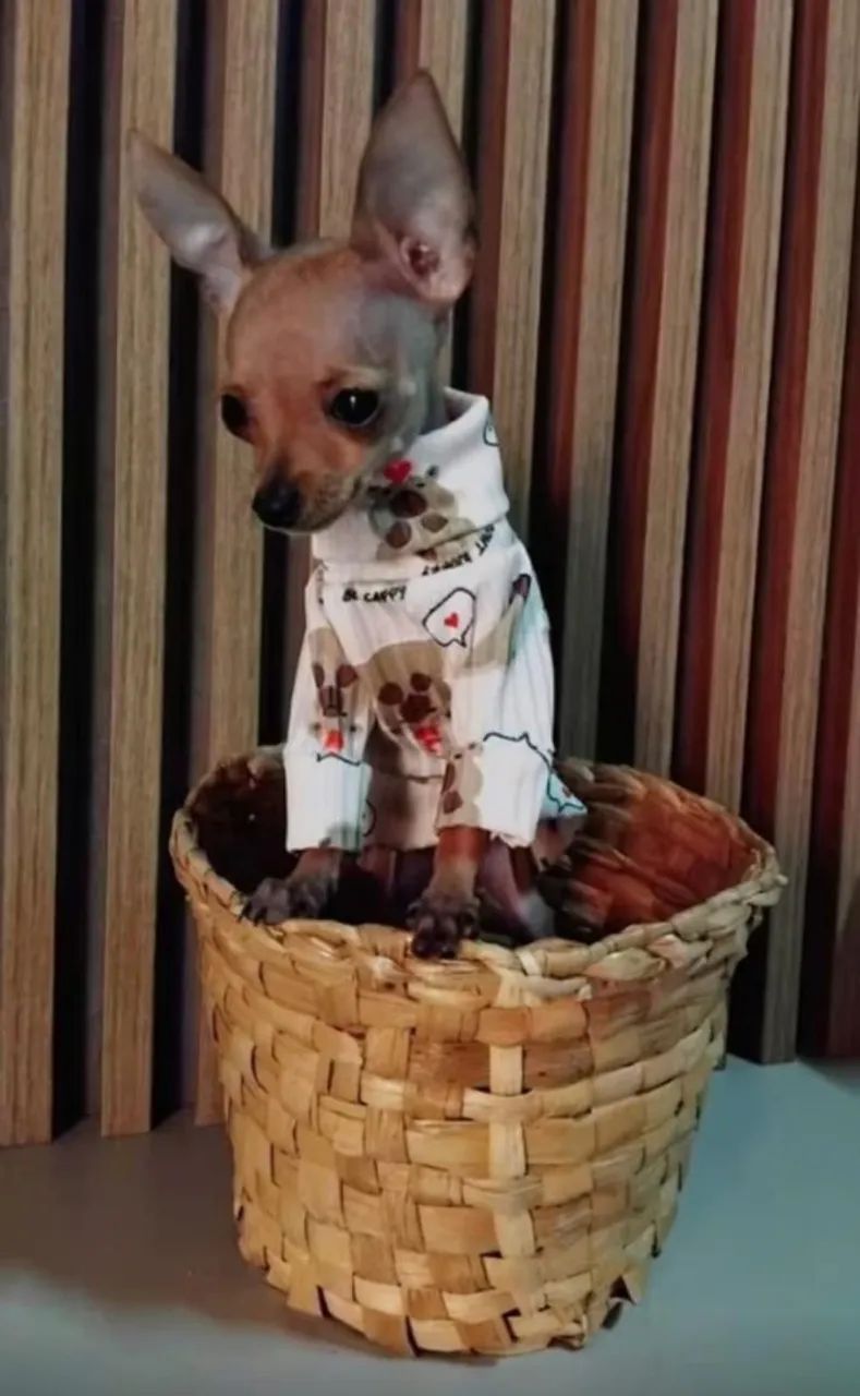 Pinscher micro  - Foto 4