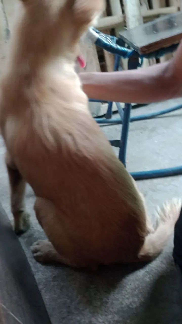 Cachorro - Foto 5