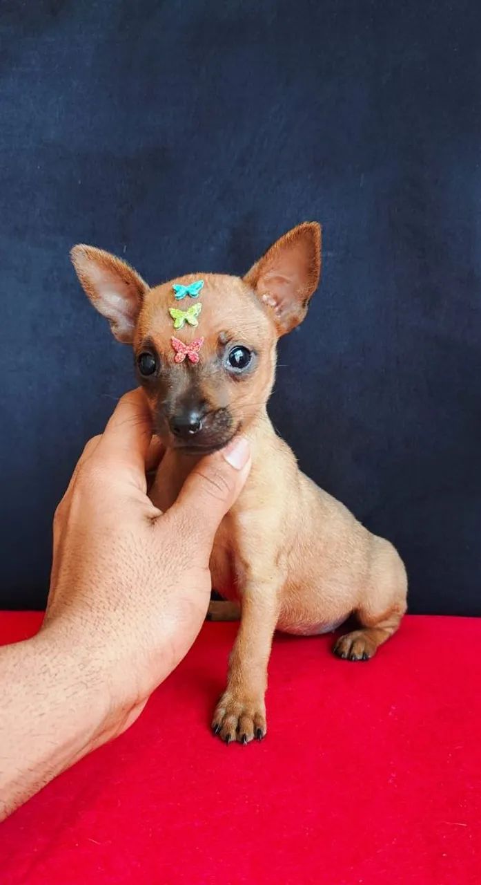 Pinscher zero  - Foto 2