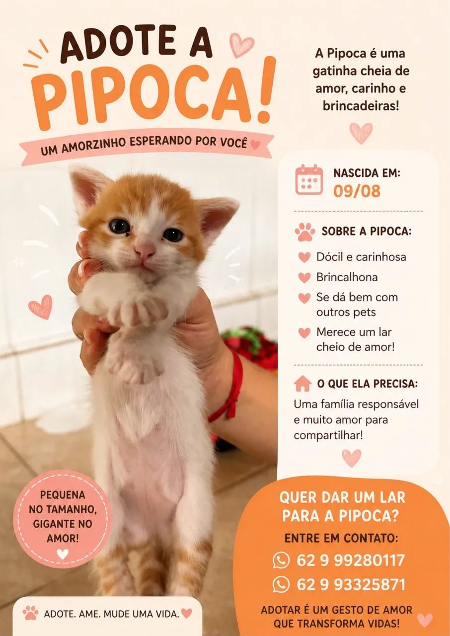 Gatos - Foto 2