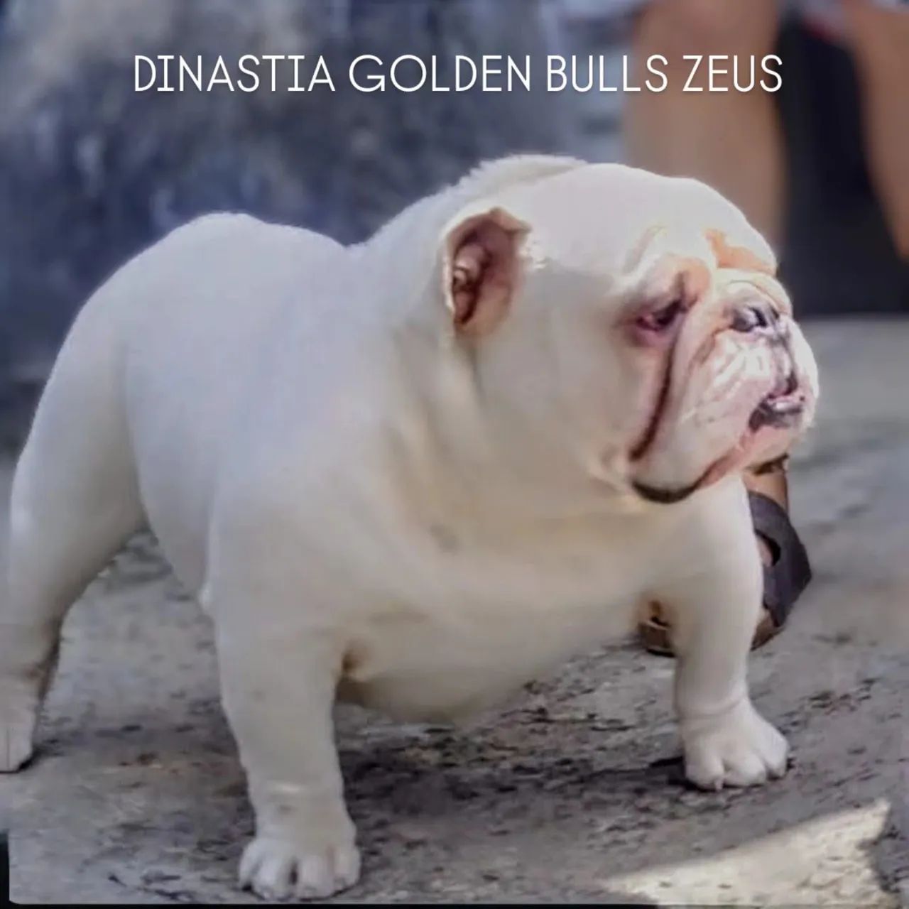 Buldogue  - Foto 3