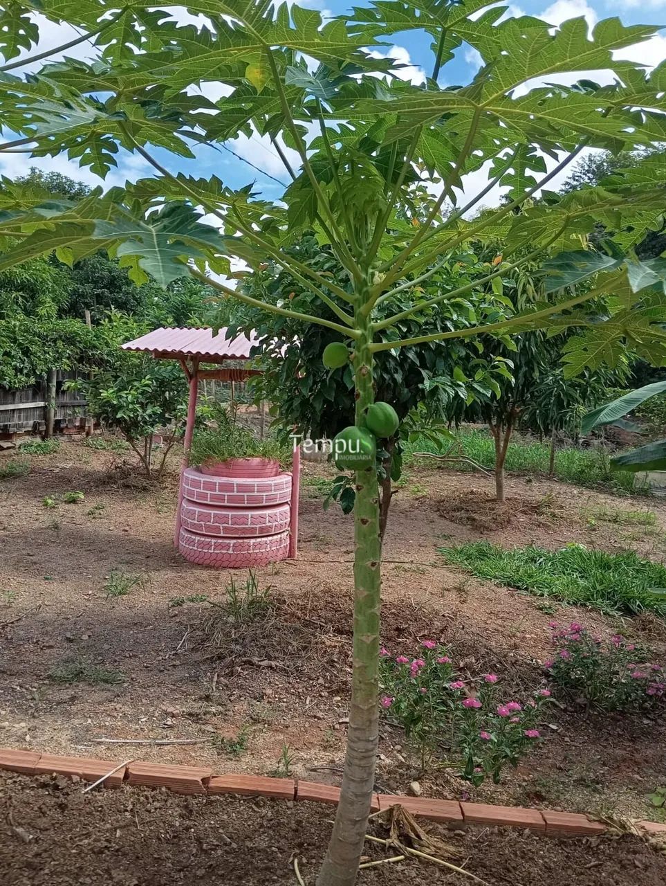 Chácara à venda - Cezarina/GO - Foto 3