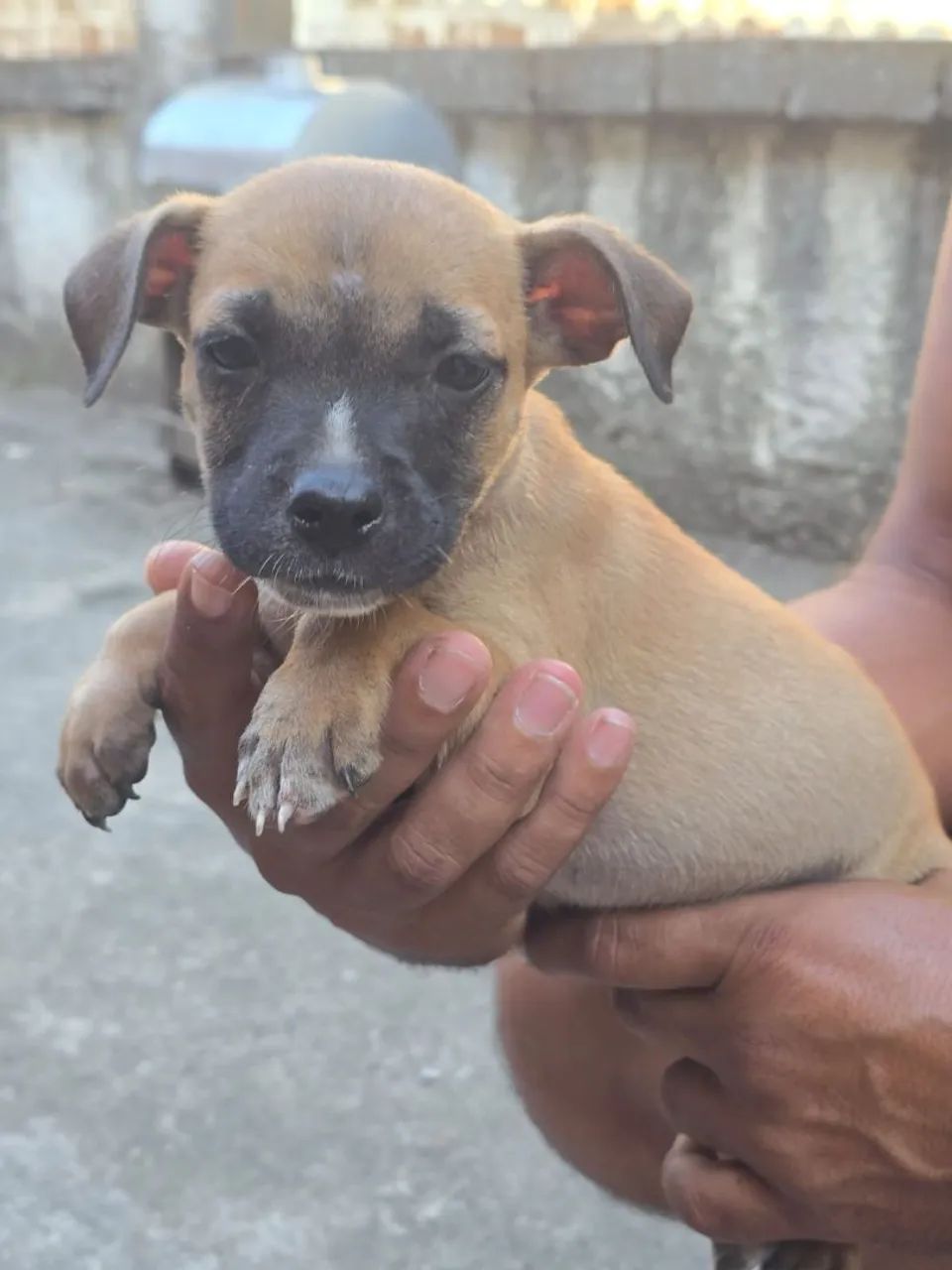 Filhotes de cachorro  - Foto 5