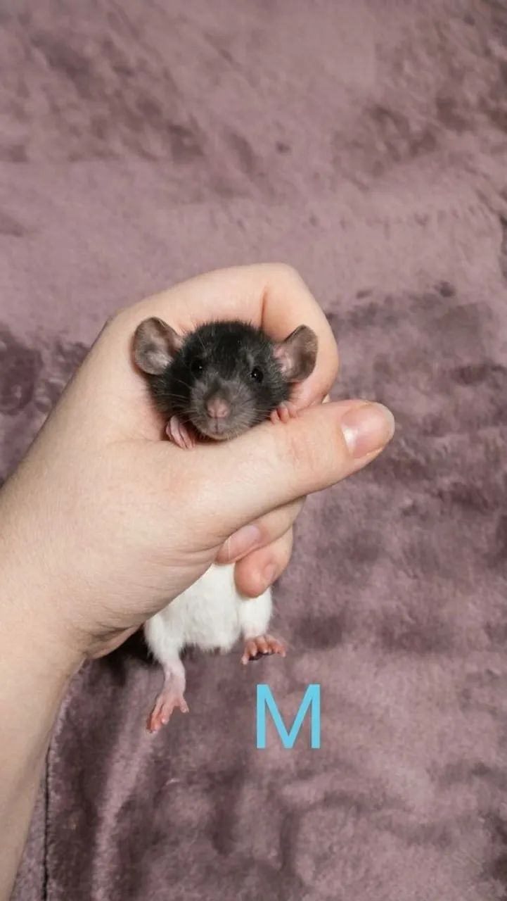 Vendo twisters/roedores/ratos - Foto 2