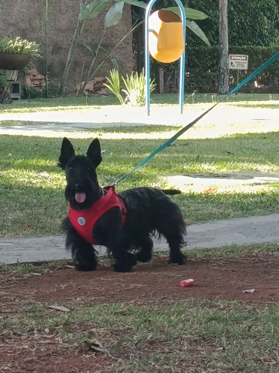 scottish terrier