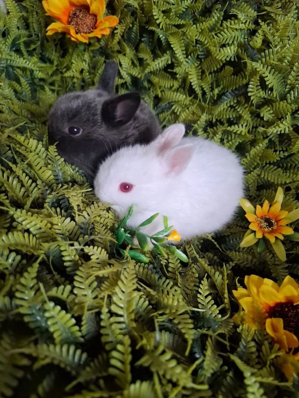 Coelhos netherland dwarf  - Foto 2