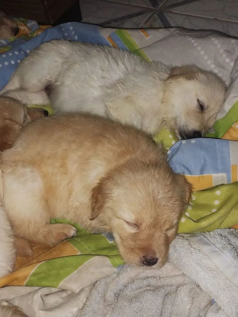 Filhote de Golden reteivier 