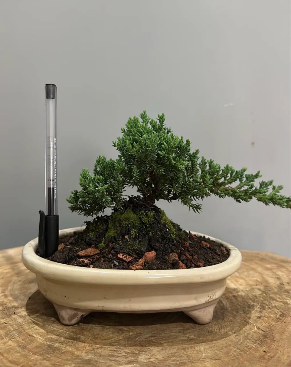Pré bonsai 