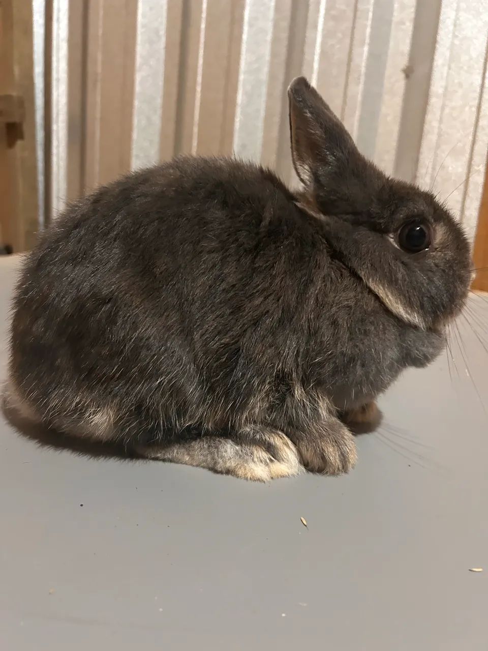 Coelhos anão  - Foto 3