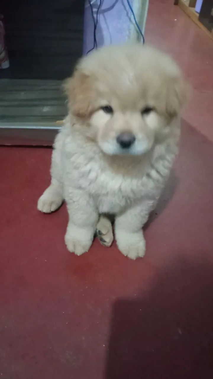 Filhote de Chow Chow - Foto 2