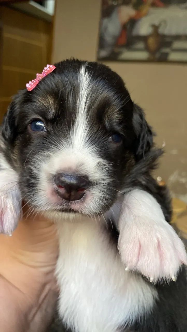Border collie  - Foto 2