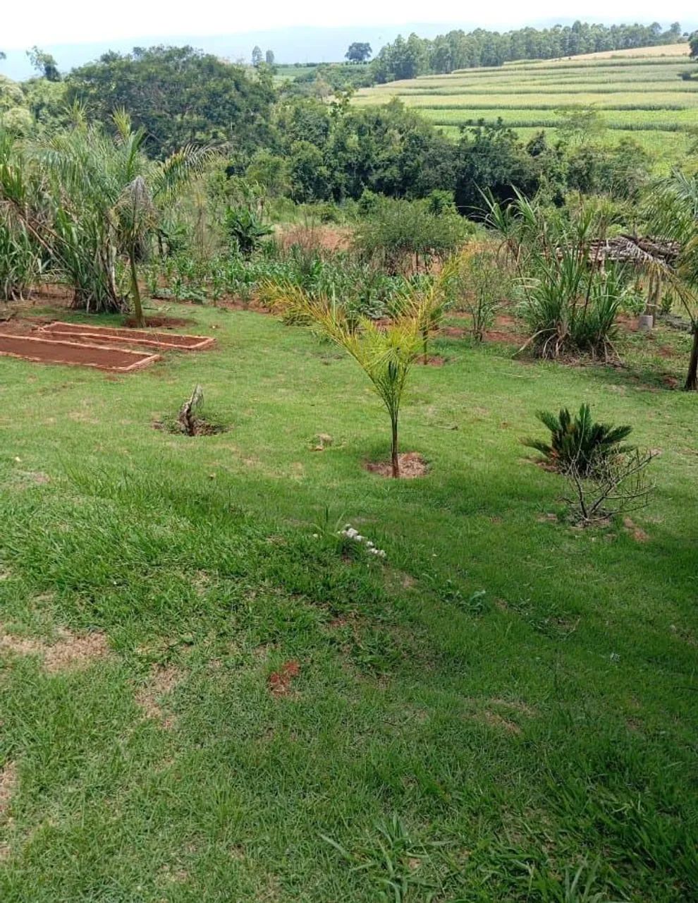Chácara em Tamarana  - Foto 2