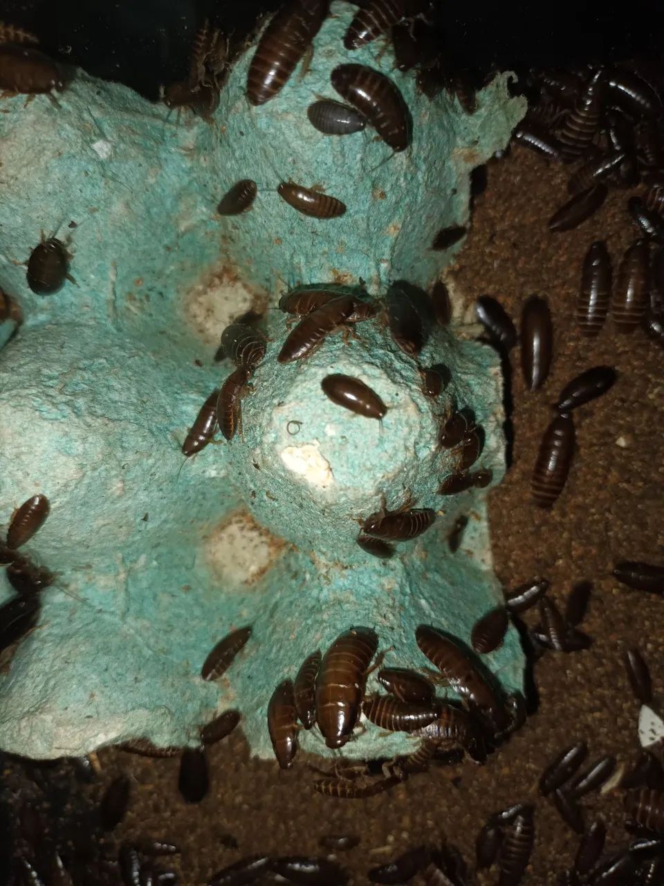 Baratas sinerea africana - Foto 3