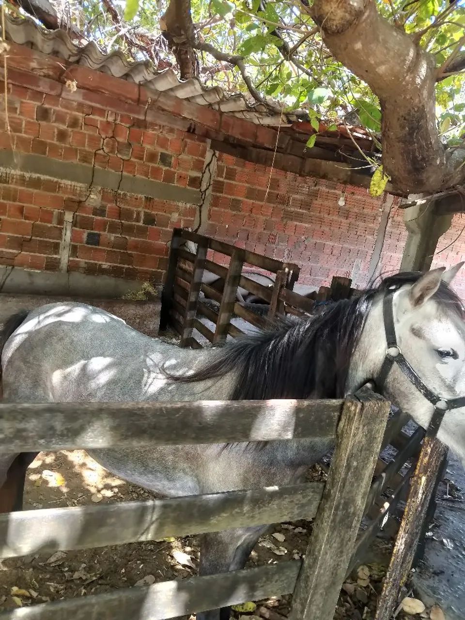 Vendo e Troco Égua em garrotes. - Foto 3