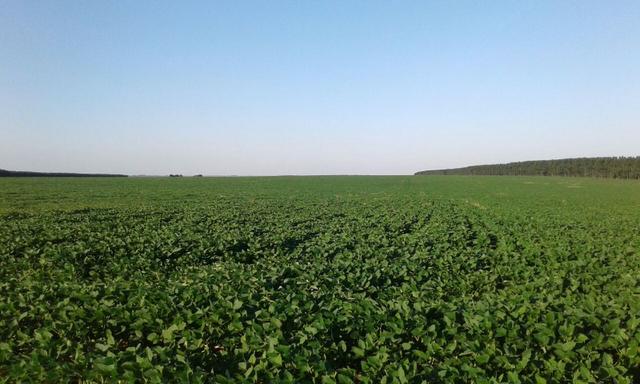 Excelente fazenda de lavoura com 130 alqueires em Amambaí Ms - Foto 3