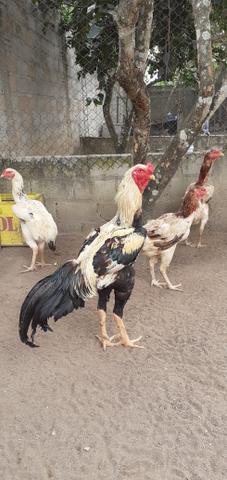 Aves e ovos indio gigante(leia a descrição) - Foto 2