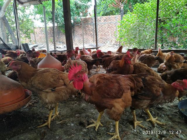Vendo Galinha Caipirão - Foto 5