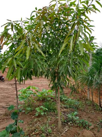 Chacara a venda 2,700 mt coleção de frutas mais de 200 especis dentro da cidade - Foto 8