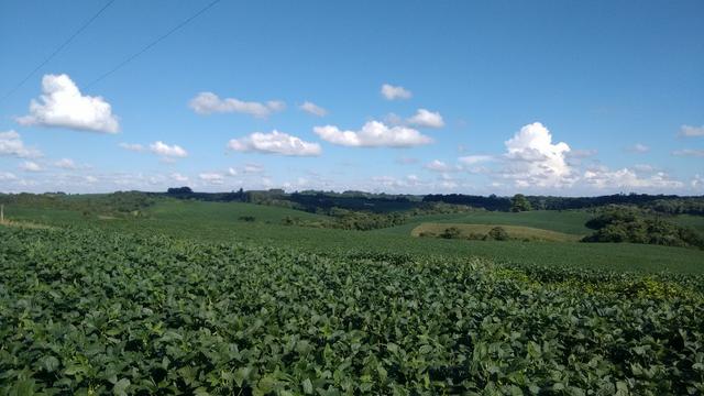 Fazenda vendo Santa Maria do Oeste - PR - Foto 5