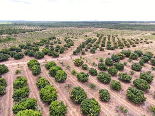 Fazenda 43 Hectares - Venda - Foto 7