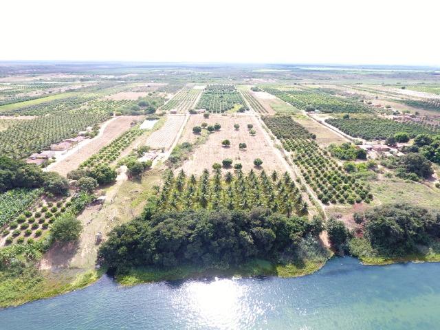 Fazenda 50 Hectares beira de rio Sâo Francisco - Venda