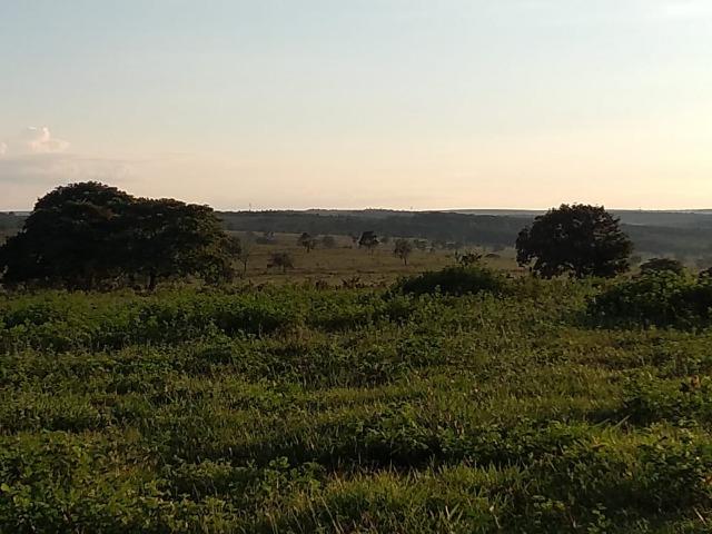 2.253 Há. Alto Garças-MT (Plana ao Lado Lavoura) - Foto 5