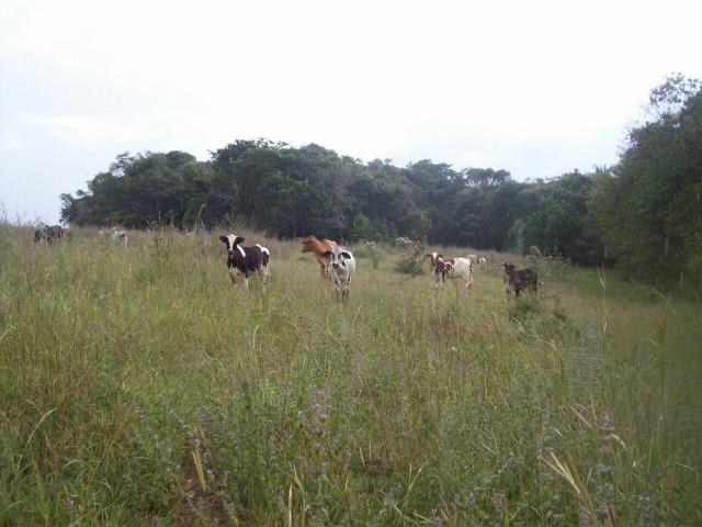 Cód. 5284 - Sítio em Cocalzinho de Goiás - Foto 15