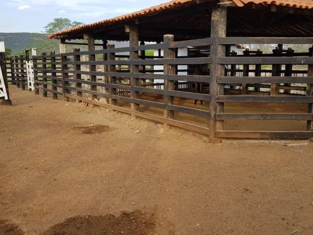Fazenda de 791 tarefas, com sede nova e curral de ripão coberto com embarcador e balança - Foto 12