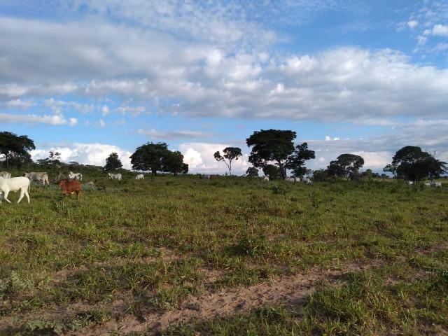 2.253 Há. Alto Garças-MT (Plana ao Lado Lavoura) - Foto 10