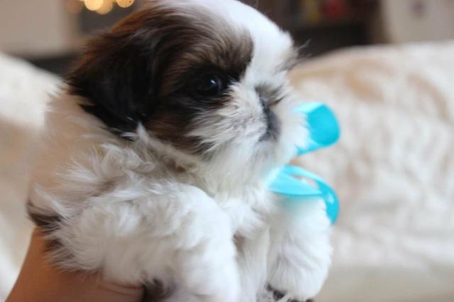 Filhotes de shih, ps