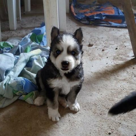 Husky siberiano Wooly - Foto 4