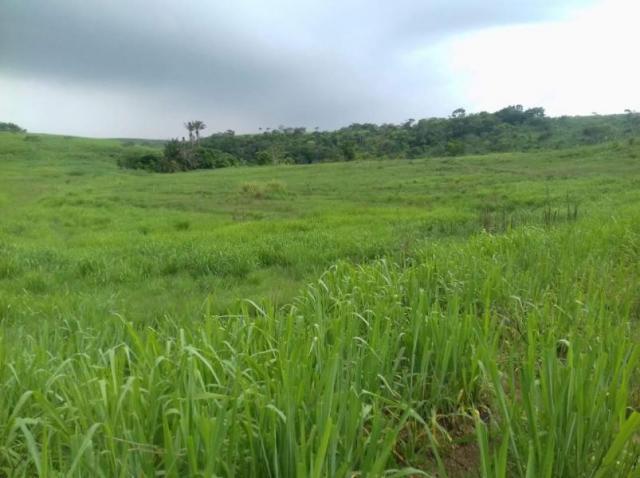 Fazenda para venda em aliança, aliança - Foto 6