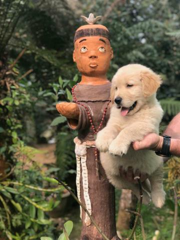 Golden Retriever lindos filhotes indisponíveis! - Foto 5