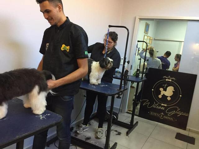 Curso de banho e tosa profissionalizante - Foto 5