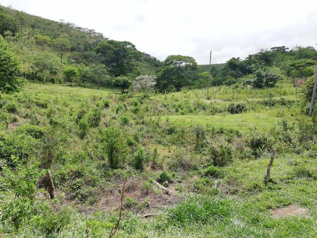 Oportunidade Fazenda de 175 hec por 430 mil - Foto 10