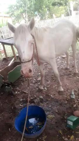 Lindo potranco albino - Foto 2