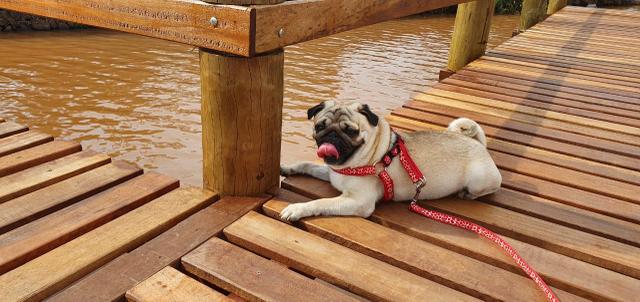 Pug macho para cruzar - Foto 5