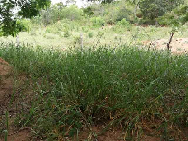 Oportunidade Fazenda de 175 hec por 430 mil