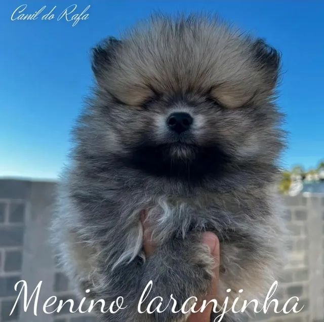 Spitz Alemão anão/Lulu da Pomerânia 