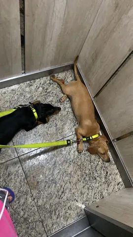 Dachshund